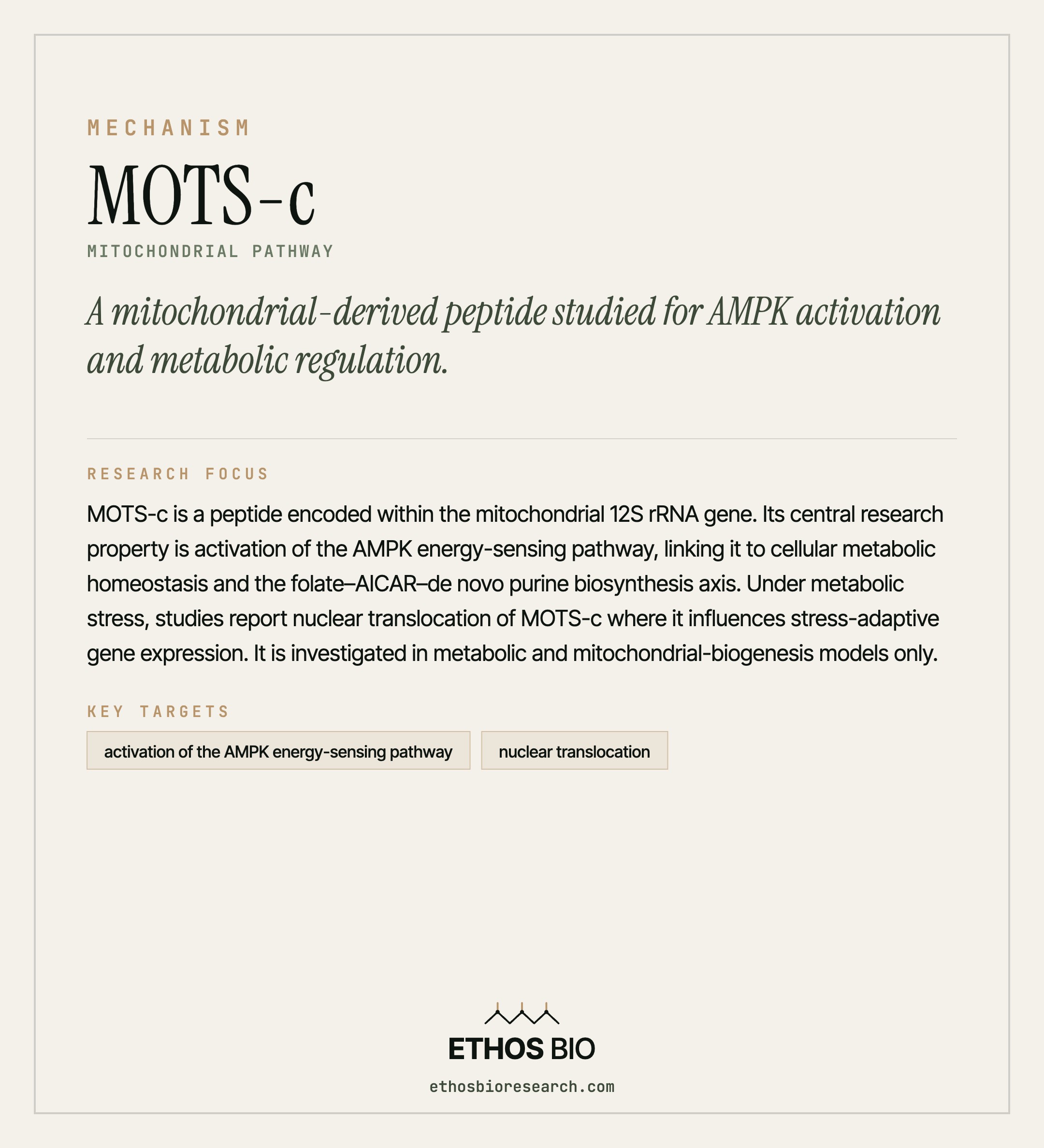 MOTS-c mechanism