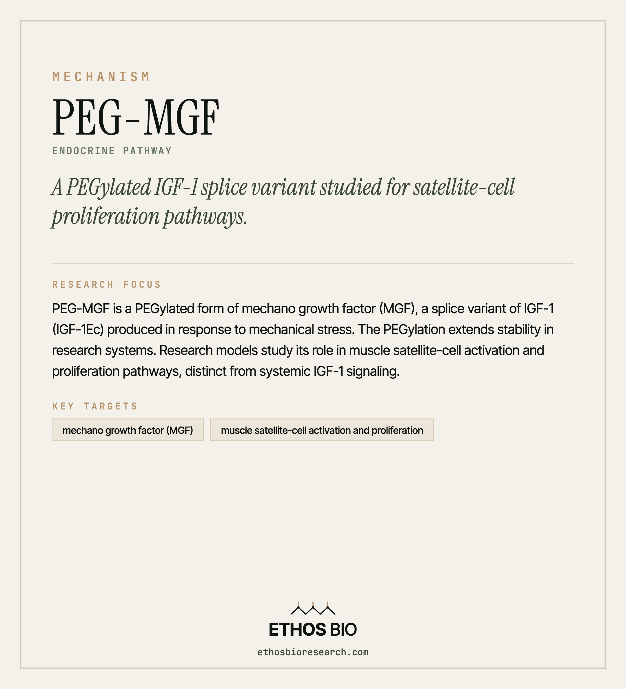 PEG-MGF mechanism