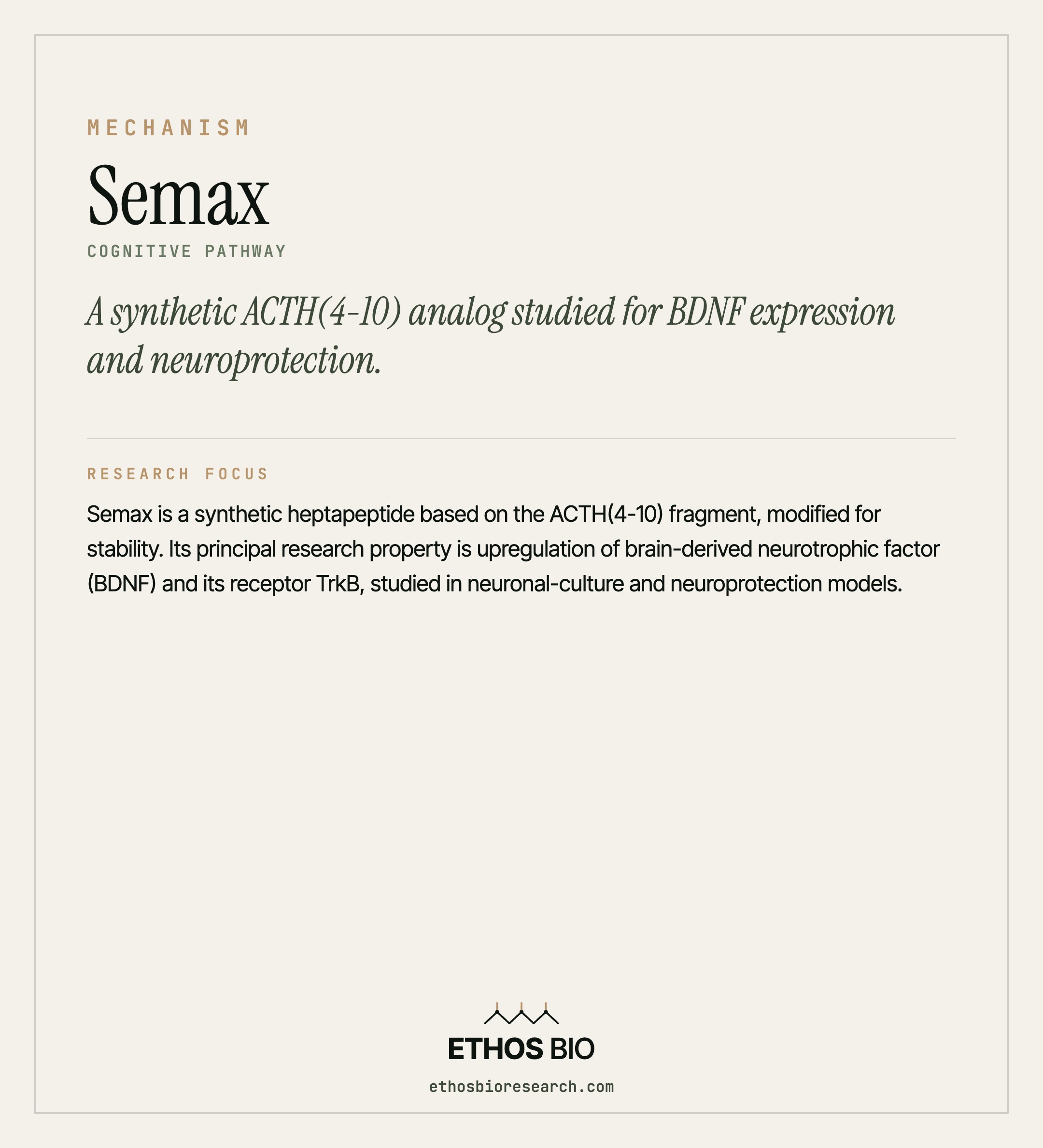 Semax mechanism